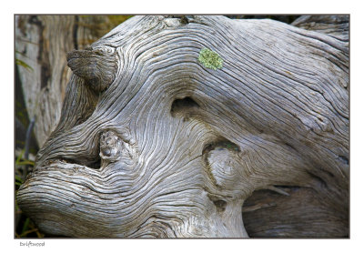 Driftwood 
