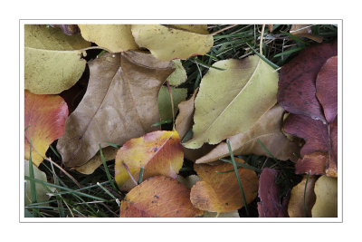 Autumn leaf drop