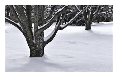 Bradford Pear,  Winter