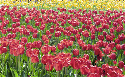 Tulips and more Tulips