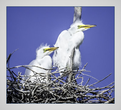 Cattle Egrets