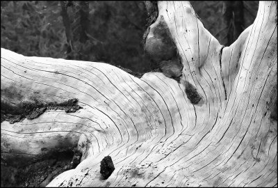 Downed Stump Detail.
