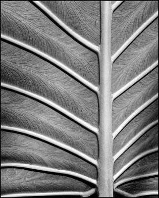 Tropical Leaf Structure