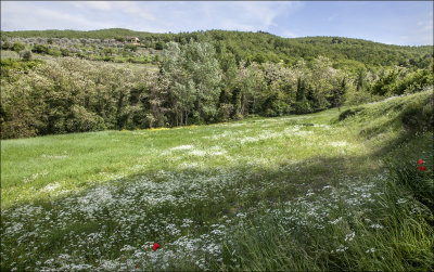 Ligurian Countryside