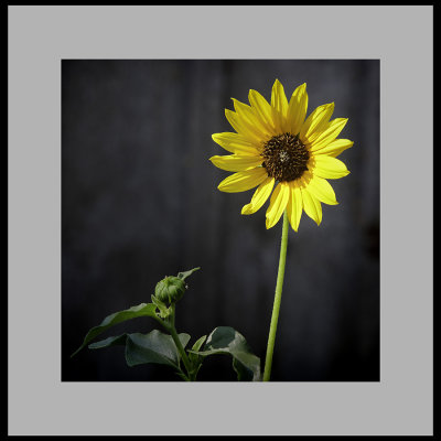 Sunflower and Bud