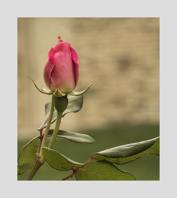 Knock Out Rose Bud