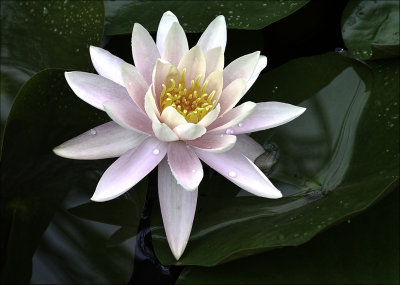 Lotus Flower,  Botanica