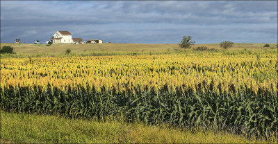 Field of Milo