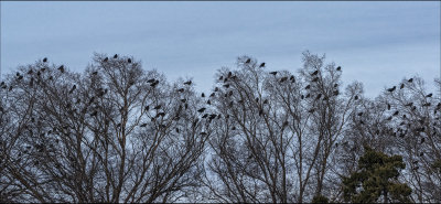 A Huddle of Birds