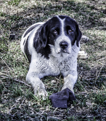 Pearsons Farm  Dog