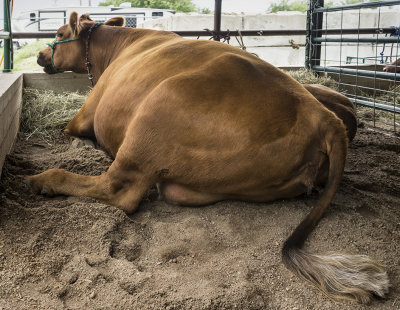 Brood Cow