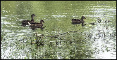 Female Mallard Ducks