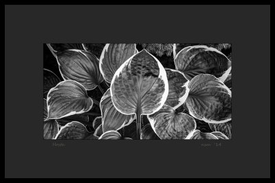 Hosta Leaves