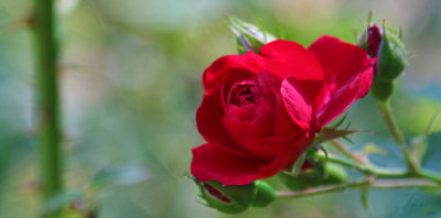 a rose by any other color.jpg