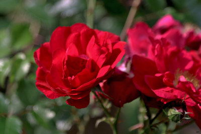 never ending rose.jpg