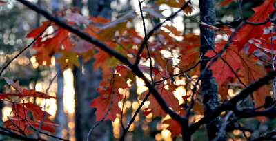 oak trees wait for snow.jpg