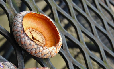 under the acorns cap.jpg