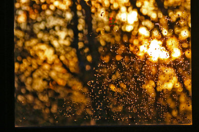 After the Rain.jpg