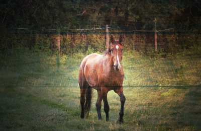 Bardi-field.jpg