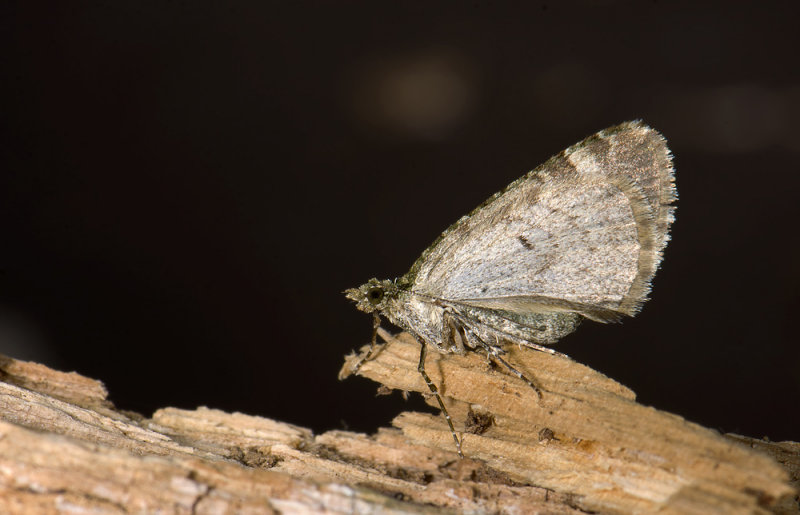 2373  Chloroclysta siterata   3884.jpg