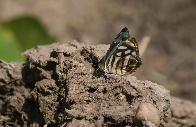 Dynamine postverta  9105.jpg
