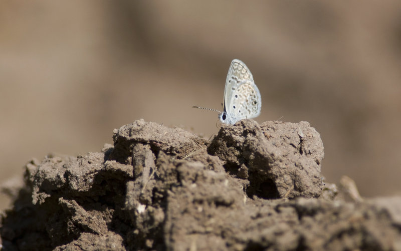 _DSC9121.jpg