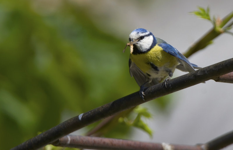 Blue Tit   5689.jpg