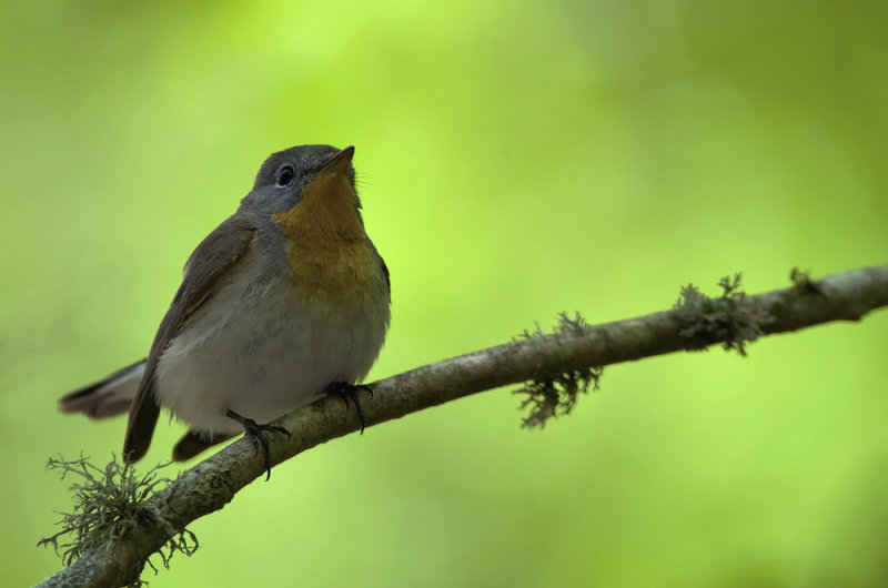 Red-breasted Flycatcher   5879.jpg