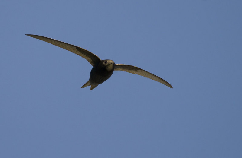 Swift   6383.jpg