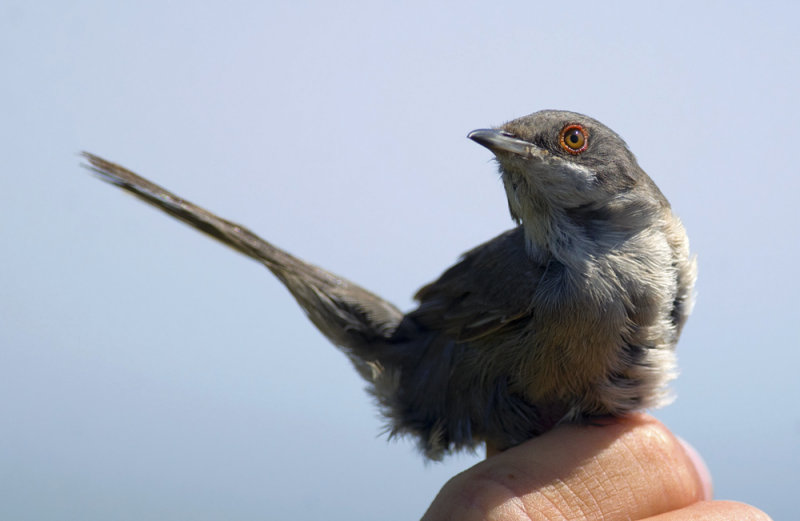 Sardinian Warbler   9993.jpg