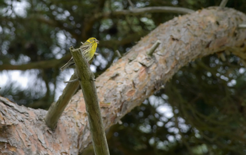 Serin   0046.jpg