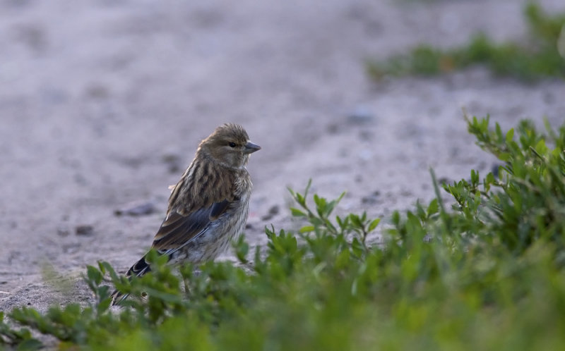 Linnet   0578.jpg