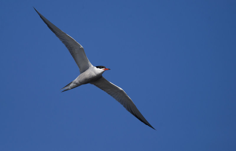 Common Tern   0695.jpg