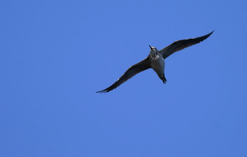 Greenshank   0712.jpg