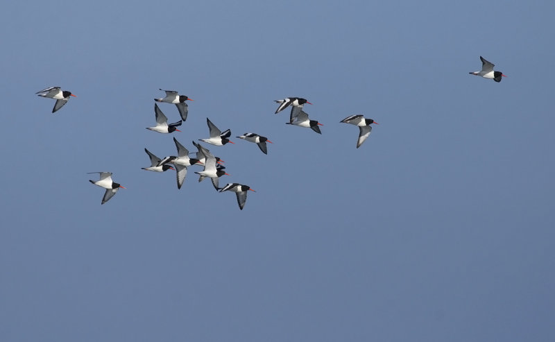 Oystercatcher   0838.jpg