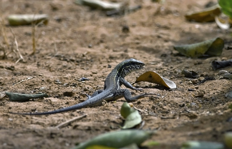 lizard  1097.jpg