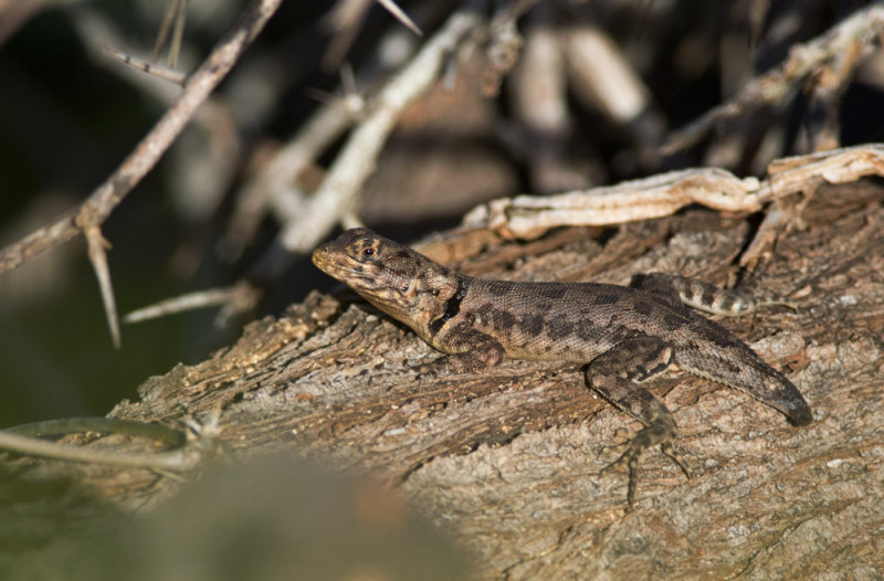 lizard  3561.jpg