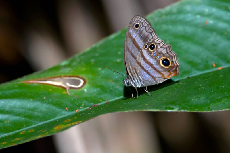 butterfly  7879.jpg