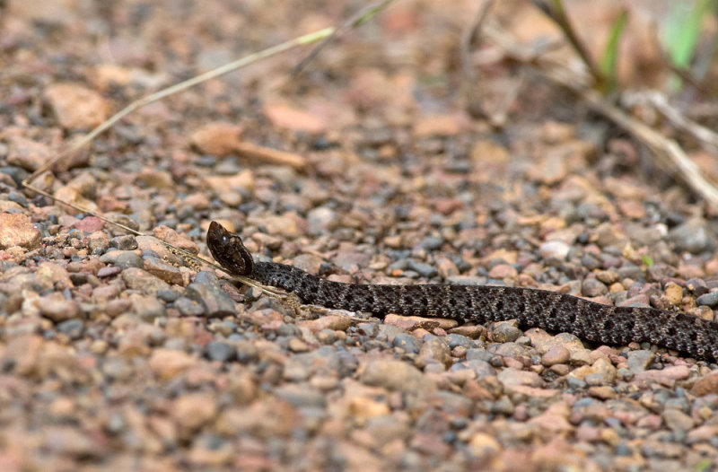 Bothrops atrox  1276.jpg
