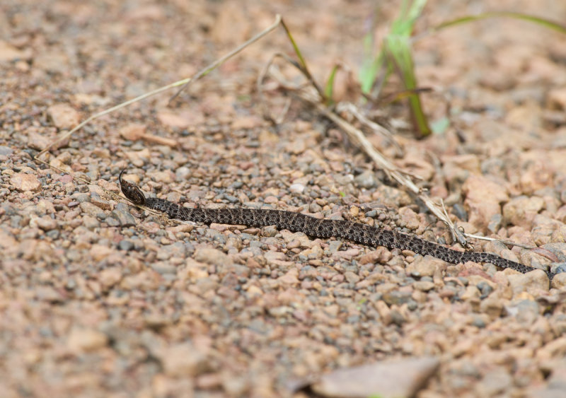 Bothrops atrox  1323.jpg