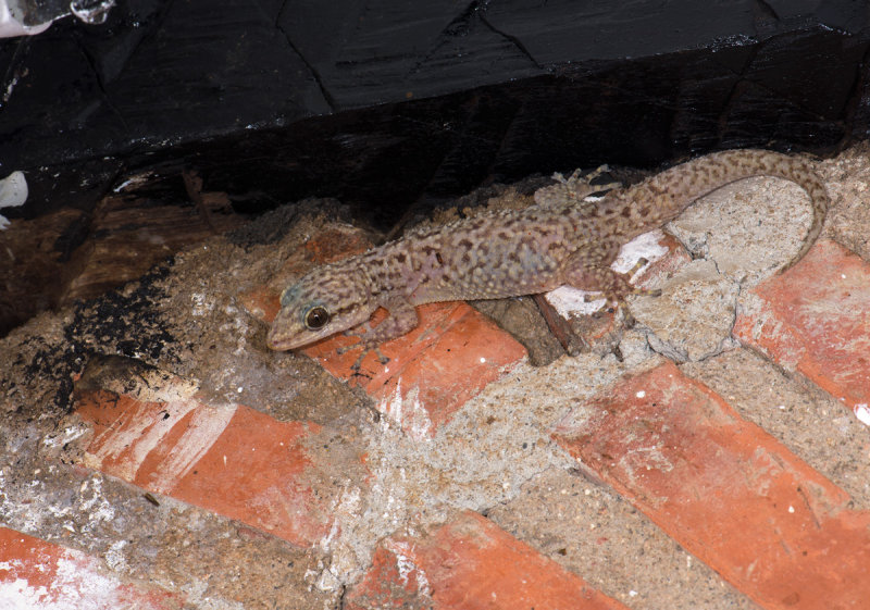 lizard  0463.jpg