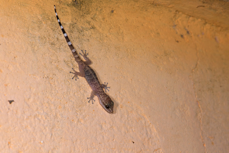 lizard  1636.jpg