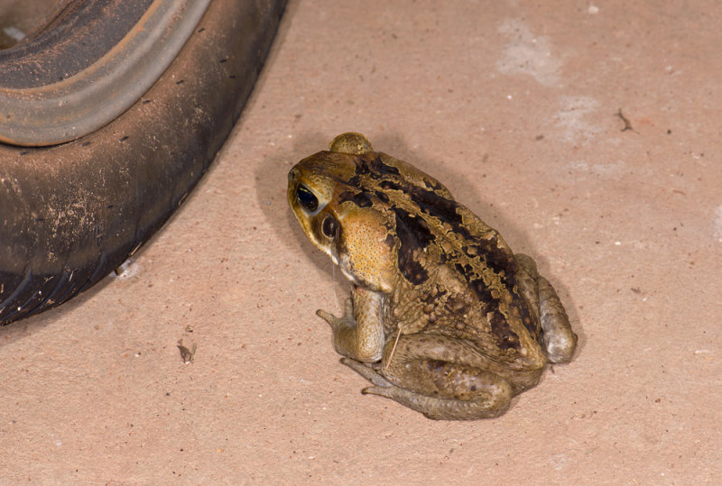 frog  5538.jpg