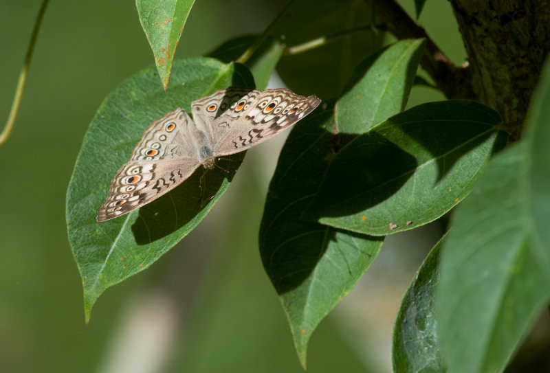 Junonia atlites  9922.jpg