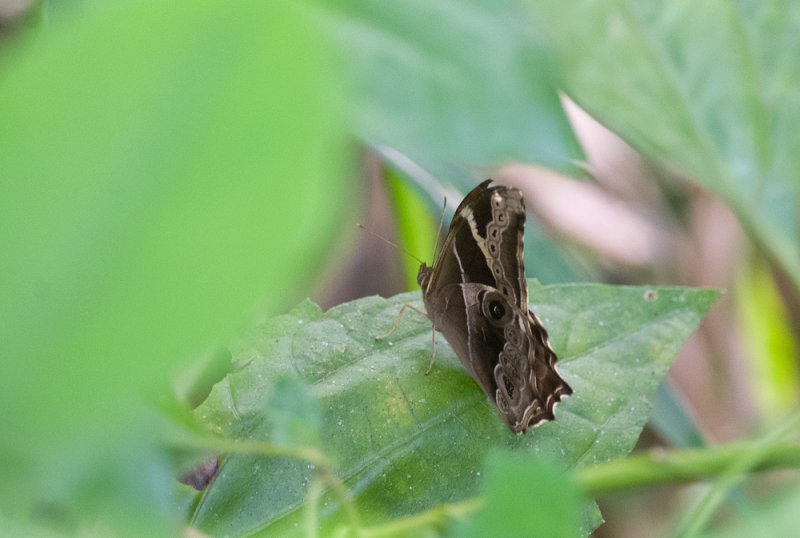 Lethe europa  0971.jpg
