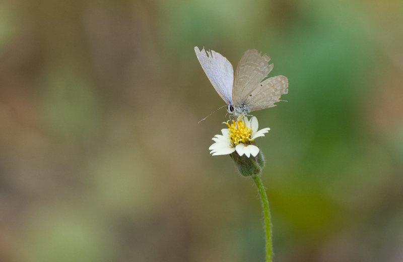 Catochrysops panormus  4759.jpg