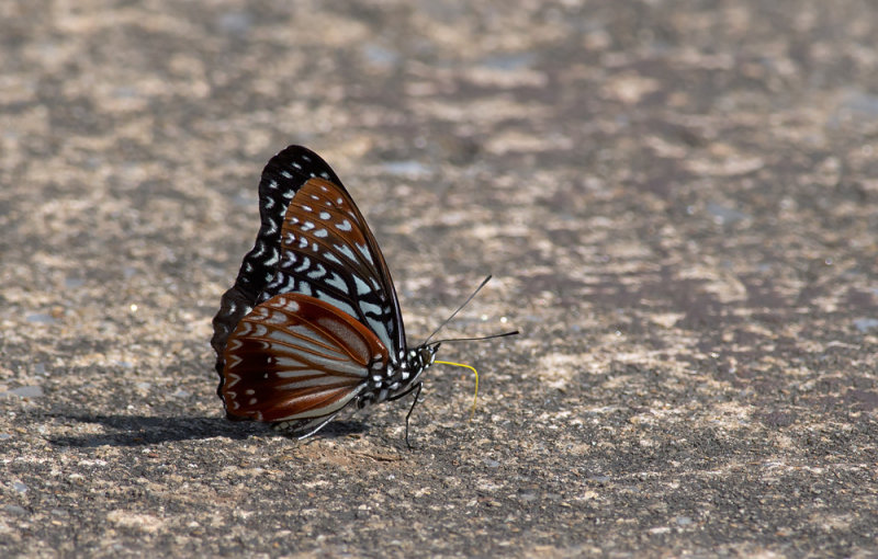 Hestina nama  6218.jpg