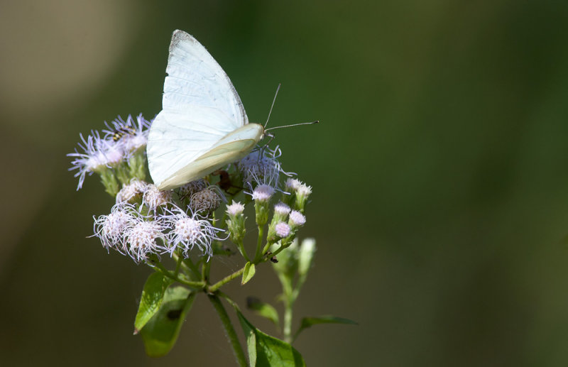 butterfly  6227.jpg