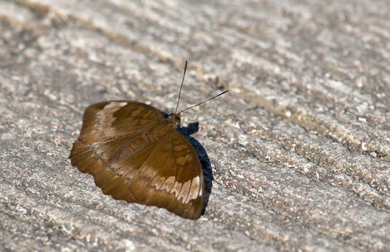 Euthalia monina ?  7365.jpg