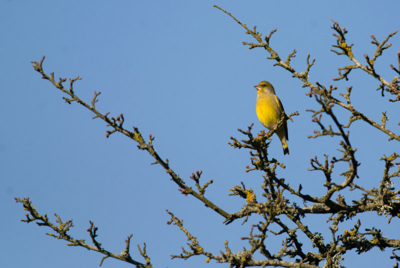 Greenfinch  9485.jpg